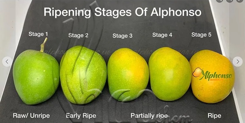 Fruit Maturation Using Calcium Carbide